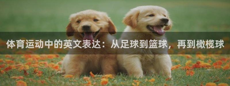 哈哈体育下载